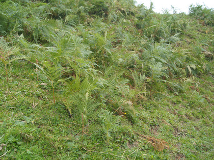 Propagation par des pousses rampantes