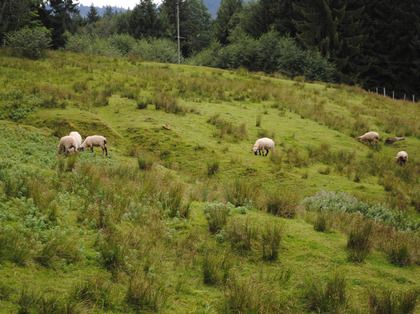 Cespi di giunco in un pascolo per ovini