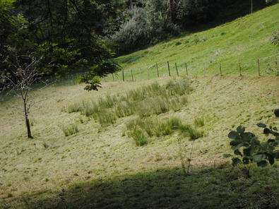 (c) AGRIDEA, Büro Alpe, FiBL, Agroscope Combiner la fauche et le pâturage