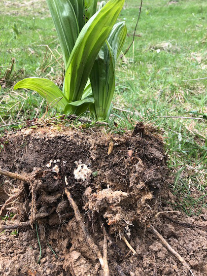 Jeune plante déterrée