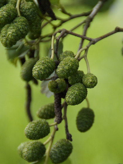 Graines volantes d'aulne vert