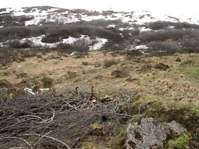 (c) Agroscope Branches coupées et dénudées de l'aulne vert