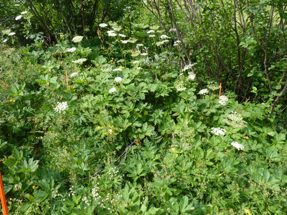 Sous-bois pauvre en espèces