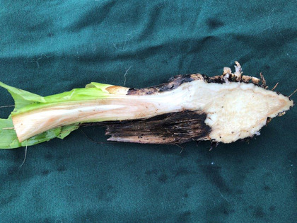 Profil d'un rhizome avec repousse