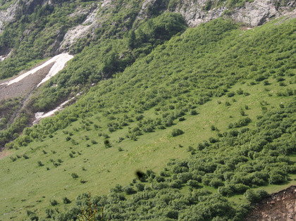 Superficie potenzialmente pascolabile invasa da ontani verdi per ora piuttosto piccoli e radi