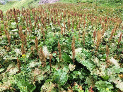 Romice alpino tra fioritura e maturazione dei semi