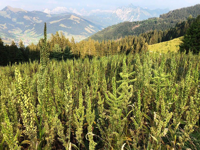 Germerbestand ohne Regulierung