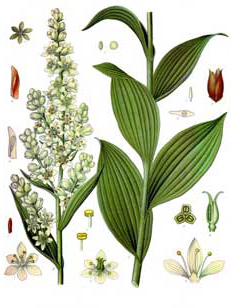Vératre blanc : Croquis de feuilles et de fleurs